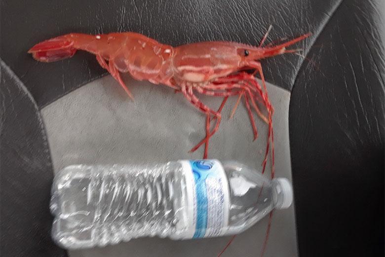 Alaskan Lobster with Ocean Traps